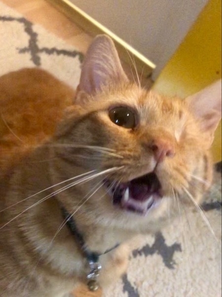 A one-eyed orange cat meows with his mouth wide open. His ears are pointed straight up, and he's really planting himself and putting his breath into this meow.