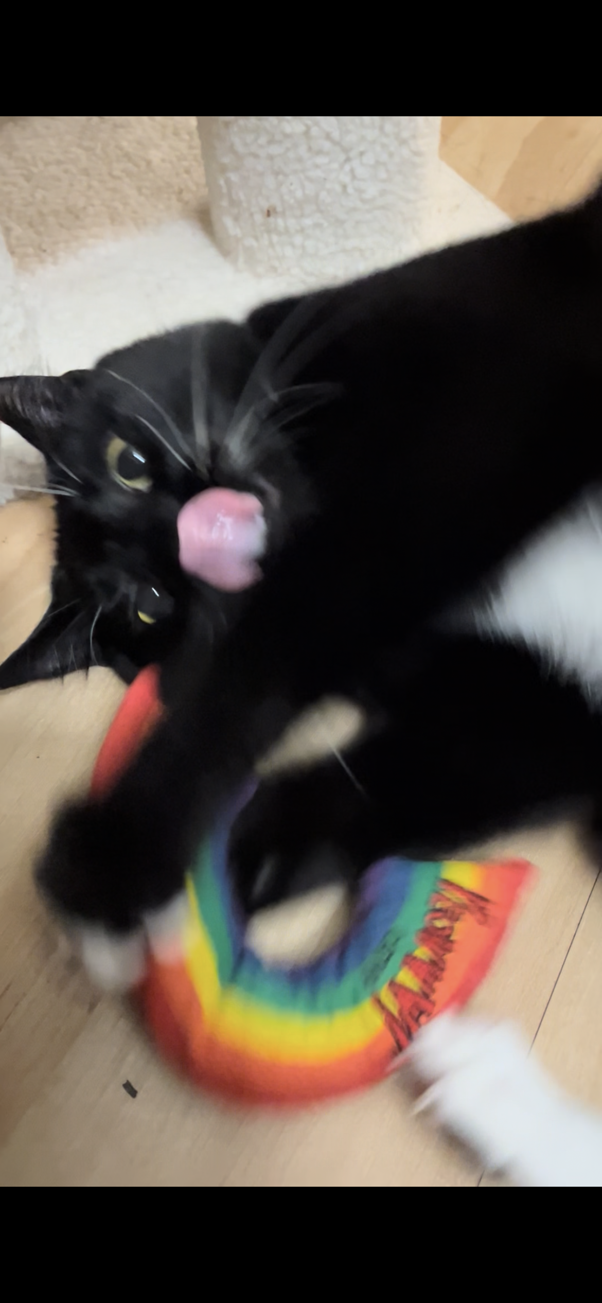 A cat wrestles with his fabric rainbow toy, licking his nose. He's high on catnip.